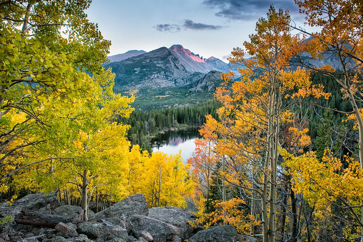 Bear Lake Aspens in fall color in Rocky Mountain National Park 